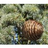Cedrus libani ssp. atlantica 'Glauca Pendula' cone by Line1