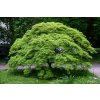 Acer palmatum BotGartenMuenster Faecherahorn 6691