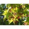green japanese maple 2366078 960 720