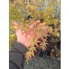 Javor dlanitolistý (Acer palmatum)