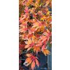 Javor dlanitolistý (Acer palmatum)