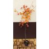 Javor dlanitolistý (Acer palmatum)