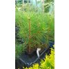 Borovice černá Pyramidalis (Pinus nigra Pyramidalis) - 30 - 50 cm