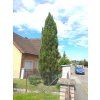 Borovice černá Pyramidalis (Pinus nigra Pyramidalis) - 40 - 50 cm