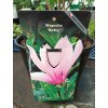 Magnolie Betty, šácholan - 90 - 120 cm