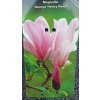 Magnolie George Henry Kern, šácholan - 90 - 100 cm