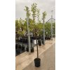Kaki - tomel japonský (Diospyros kaki) - odrůdy - 160 - 170 cm