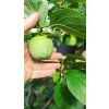 Kaki - tomel japonský (Diospyros kaki) - odrůdy - 160 - 170 cm