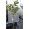 Kaki - tomel japonský (Diospyros kaki) - odrůdy - 160 - 170 cm