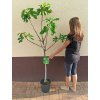 Fíkovník stromek Brogiotto Nero, Brogiotto bianco, Turca, Portogallo Lungo, Verdino, Panache, Fiorone, Dottato, Moro  Caneva, Gentile Bianco (Ficus carica) - 1,7 - 1,9 m