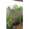 Fíkovník stromek Brogiotto Nero, Brogiotto bianco, Turca, Portogallo Lungo, Verdino, Panache, Fiorone, Dottato, Moro  Caneva, Gentile Bianco (Ficus carica) - 1,7 - 1,9 m