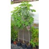Fíkovník stromek Brogiotto Nero, Brogiotto bianco, Turca, Portogallo Lungo, Verdino, Panache, Fiorone, Dottato, Moro  Caneva, Gentile Bianco (Ficus carica) - 1,7 - 1,9 m
