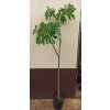 Fíkovník stromek Brogiotto Nero, Brogiotto bianco, Turca, Portogallo Lungo, Verdino, Panache, Fiorone, Dottato, Moro  Caneva, Gentile Bianco (Ficus carica) - 1,7 - 1,9 m
