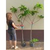 Fíkovník stromek Brogiotto Nero, Brogiotto bianco, Turca, Portogallo Lungo, Verdino, Panache, Fiorone, Dottato, Moro  Caneva, Gentile Bianco (Ficus carica) - 1,7 - 1,9 m