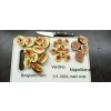 Fíkovník stromek Brogiotto Nero, Brogiotto bianco, Turca, Portogallo Lungo, Verdino, Panache, Fiorone, Dottato, Moro  Caneva, Gentile Bianco (Ficus carica) - 1,7 - 1,9 m
