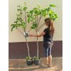 Fíkovník stromek Brogiotto Nero, Brogiotto bianco, Turca, Portogallo Lungo, Verdino, Panache, Fiorone, Dottato, Moro  Caneva, Gentile Bianco (Ficus carica) - 1,7 - 1,9 m