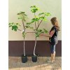 Fíkovník stromek Brogiotto Nero, Brogiotto bianco, Turca, Portogallo Lungo, Verdino, Panache, Fiorone, Dottato, Moro  Caneva, Gentile Bianco (Ficus carica) - 1,7 - 1,9 m
