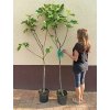 Fíkovník stromek Brogiotto Nero, Brogiotto bianco, Turca, Portogallo Lungo, Verdino, Panache, Fiorone, Dottato, Moro  Caneva, Gentile Bianco (Ficus carica) - 1,7 - 1,9 m