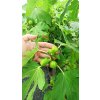 Fíkovník stromek Brogiotto Nero, Brogiotto bianco, Turca, Portogallo Lungo, Verdino, Panache, Fiorone, Dottato, Moro  Caneva, Gentile Bianco (Ficus carica) - 1,7 - 1,9 m