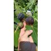 Fíkovník stromek Brogiotto Nero, Brogiotto bianco, Turca, Portogallo Lungo, Verdino, Panache, Fiorone, Dottato, Moro  Caneva, Gentile Bianco (Ficus carica) - 1,7 - 1,9 m