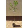 Mandloň obecná roubované kultivary (Prunus amygdalus) - 1,5 - 1,8 m
