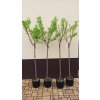 Mandloň obecná roubované kultivary (Prunus amygdalus) - 1,5 - 1,8 m