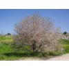 1024px PikiWiki Israel 4042 almond tree