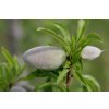 1024px Unripe almond on tree