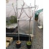 Mandloň obecná roubované kultivary (Prunus amygdalus) - 1,5 - 1,8 m