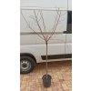 Mandloň obecná roubované kultivary (Prunus amygdalus) - 1,5 - 1,8 m