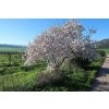 1024px Almond tree in blossom (Israel)