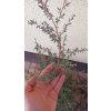 Balmín metlatý, manuka - výběr ze 3 barev květů (Leptospermum scoparium) - 60 cm