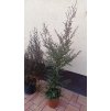 Balmín metlatý, manuka - výběr ze 3 barev květů (Leptospermum scoparium) - 60 cm