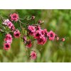 Manuka 'Red Damask' (6407326931)