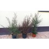 Balmín metlatý, manuka - výběr ze 3 barev květů (Leptospermum scoparium) - 60 cm