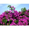 bougainvillea glabra 398669 960 720