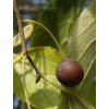Celtis australis fruit BG
