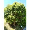 Celtis australis 1w