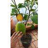 Cedrát (Citrus medica) - 60 - 80 cm