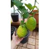 Cedrát (Citrus medica) - 60 - 80 cm