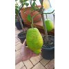 Cedrát (Citrus medica) - 60 - 80 cm