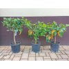 Cedrát (Citrus medica) - 60 - 80 cm