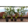 Cedrát (Citrus medica) - 60 - 80 cm