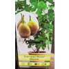 Fíkovník Peretta (Ficus carica Peretta) - 20 - 25 cm
