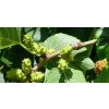 Morus nigra ripening fruits