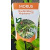 Morušovník Mojo Berry zakrslý (Morus rotundiloba Mojo Berry) - 30 - 50 cm