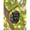 Black mulberry fruit (Morus nigra)