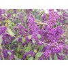 Callicarpa bodinerii Profusion 3