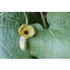 Pfeifenwinde (Aristolochia macrophylla) Flickr blumenbiene (4)