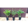 Jedle korejská (Abies koreana) - 40 - 60 cm